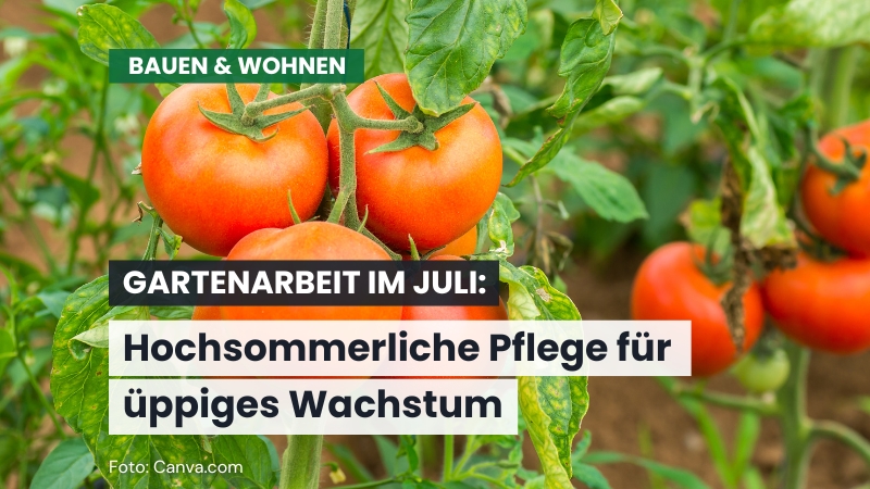 Gartenarbeit im Juli: Hochsommerliche Pflege für üppiges Wachstum